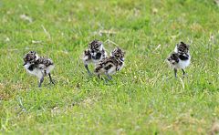 Northern Lapwing